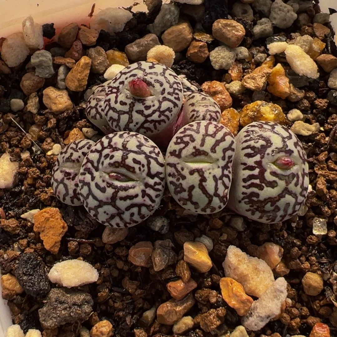 015多肉植物种类多样