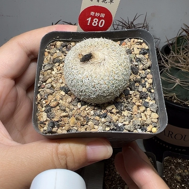 实生月世界3.5cm一棵仙人球