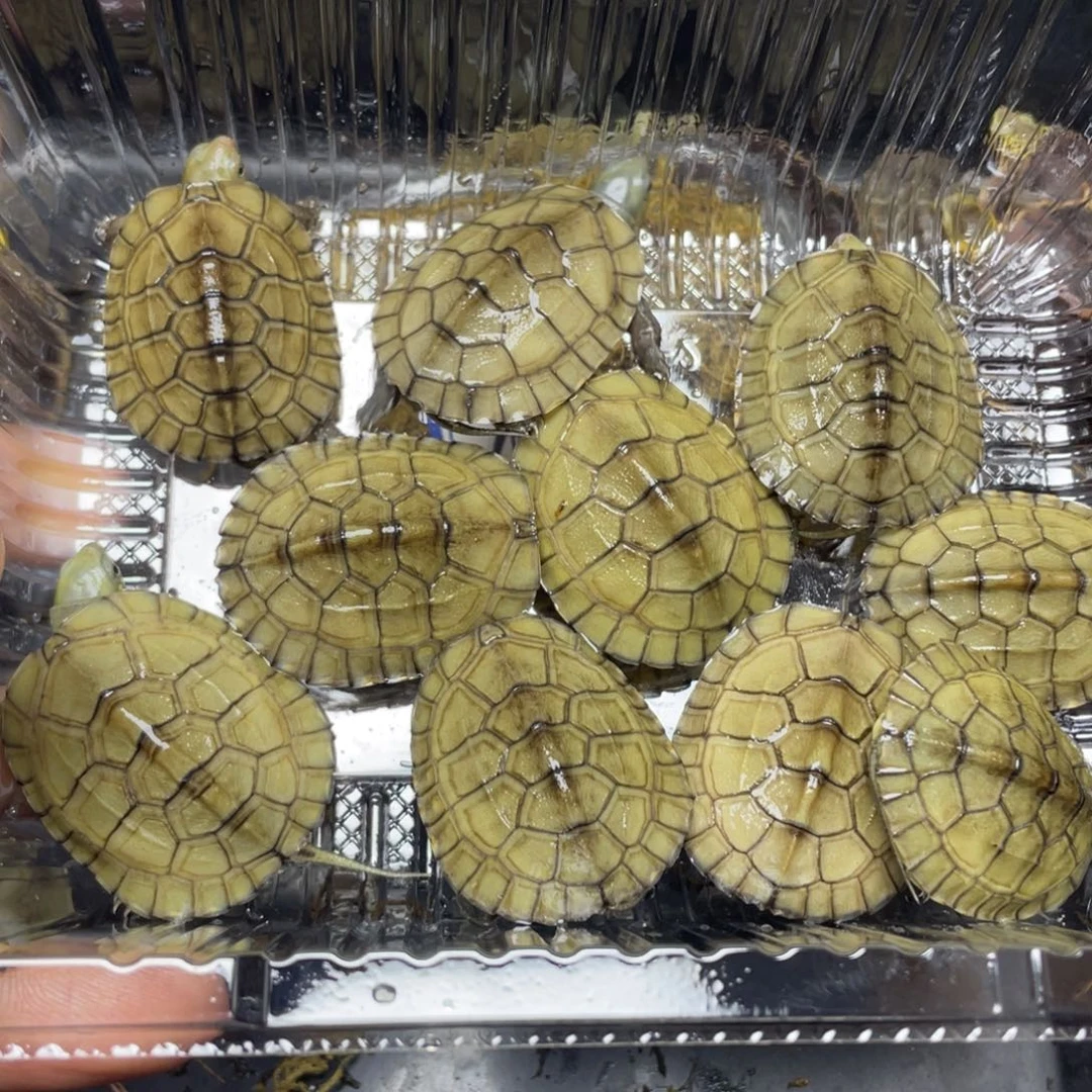 绿毛龟母皖南小青龟