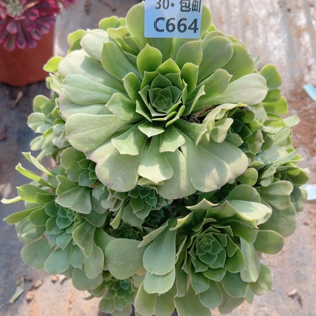 664 绿杨蓉多肉法师