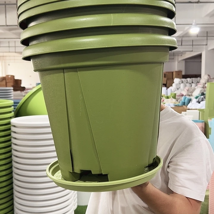 青山口40高35果绿色5个带托