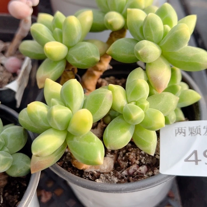 千代田多肉植物49