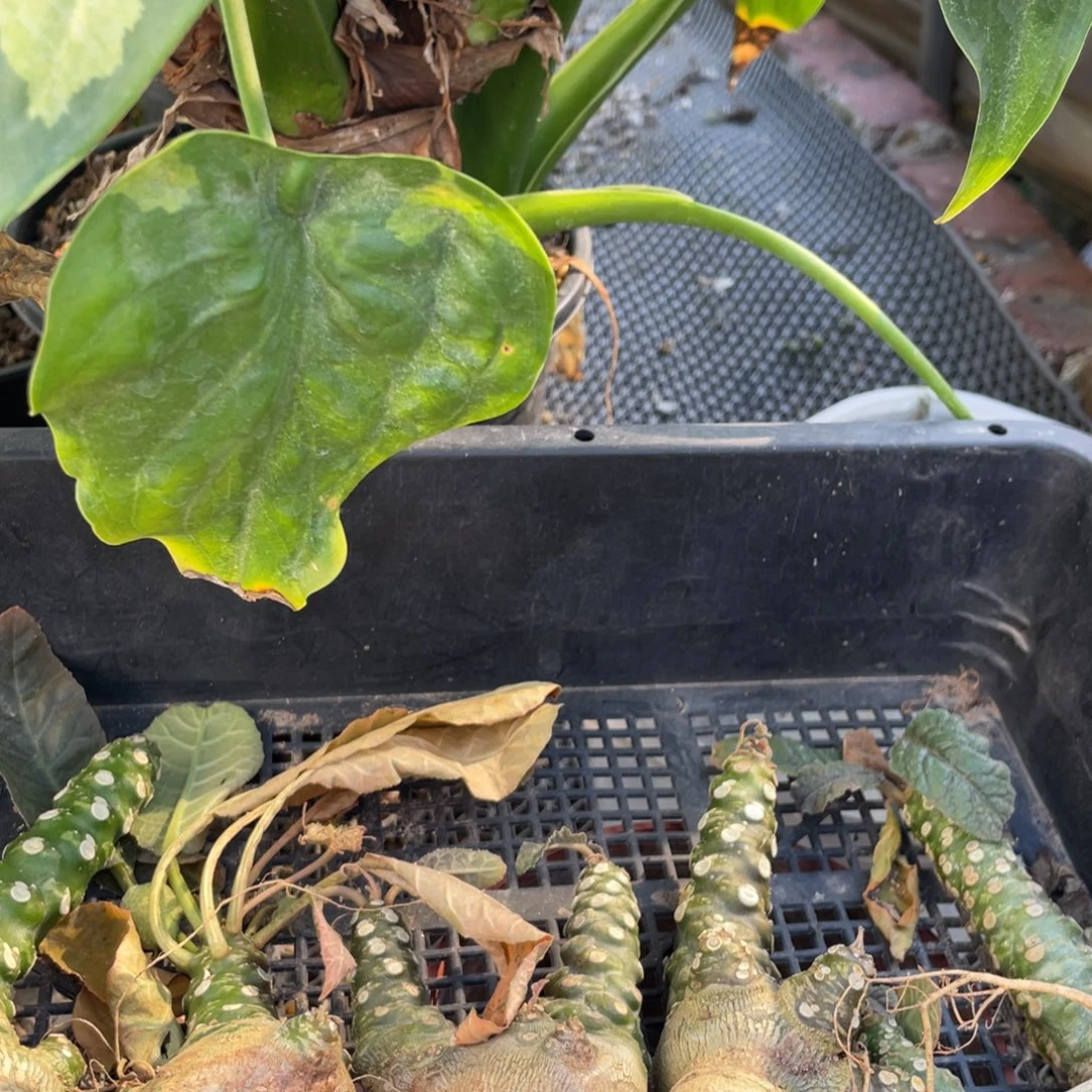 无花朵琉桑块根6个