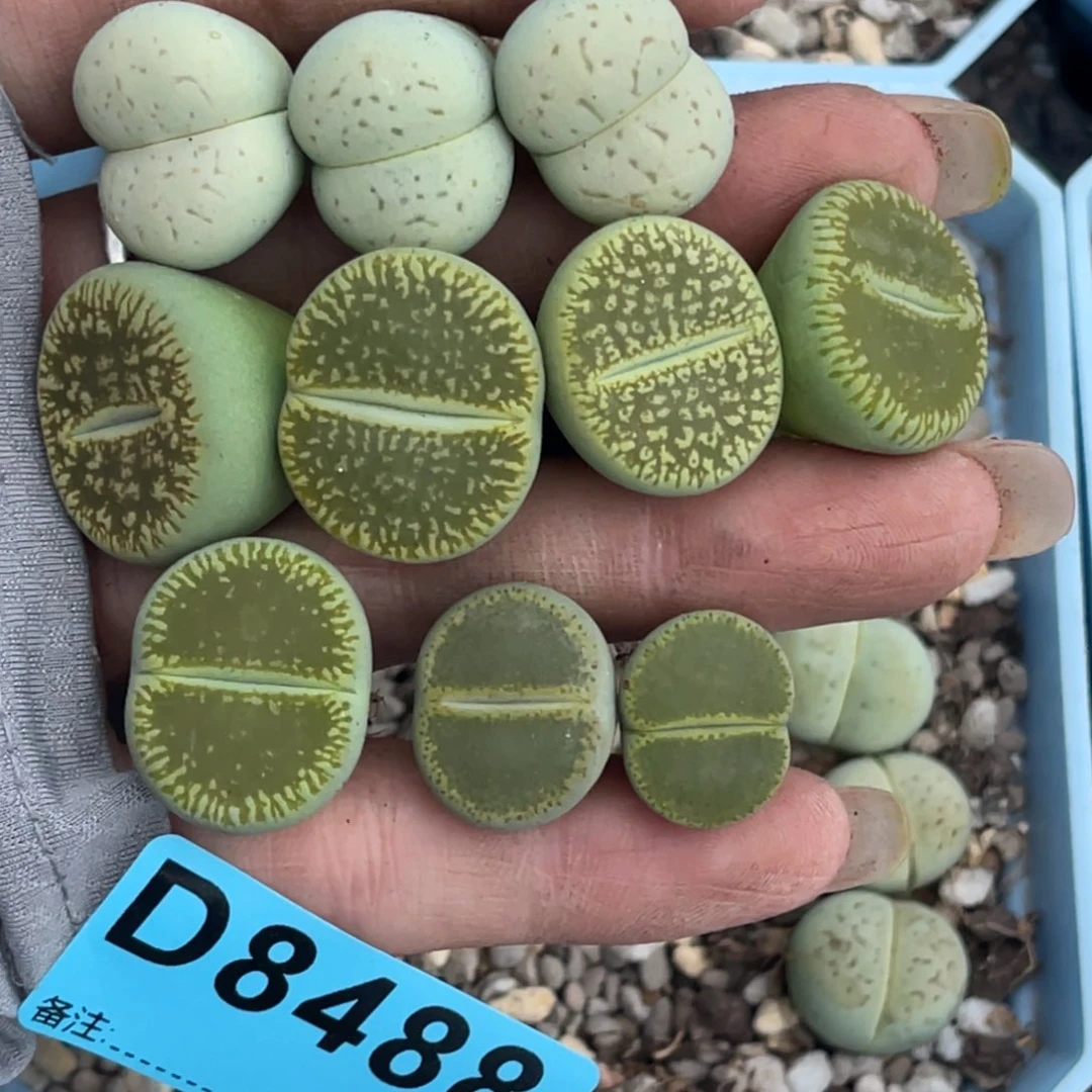 静***音8488绿大白3绿光阳5gt2