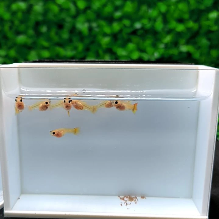 孔雀鱼皇家落日玻璃猫苗子8条含两条被损。