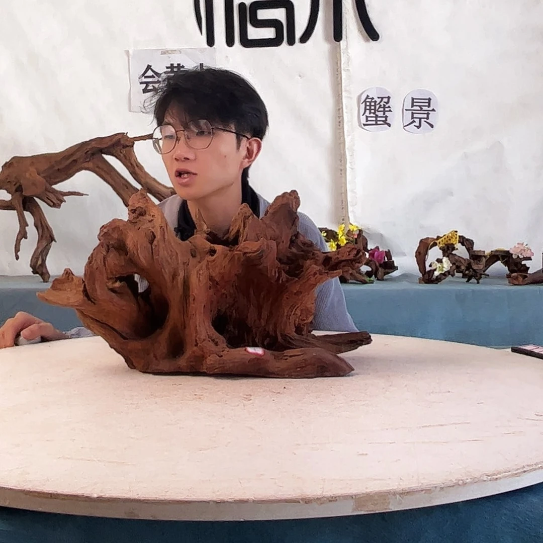 沉木造景爬宠造景