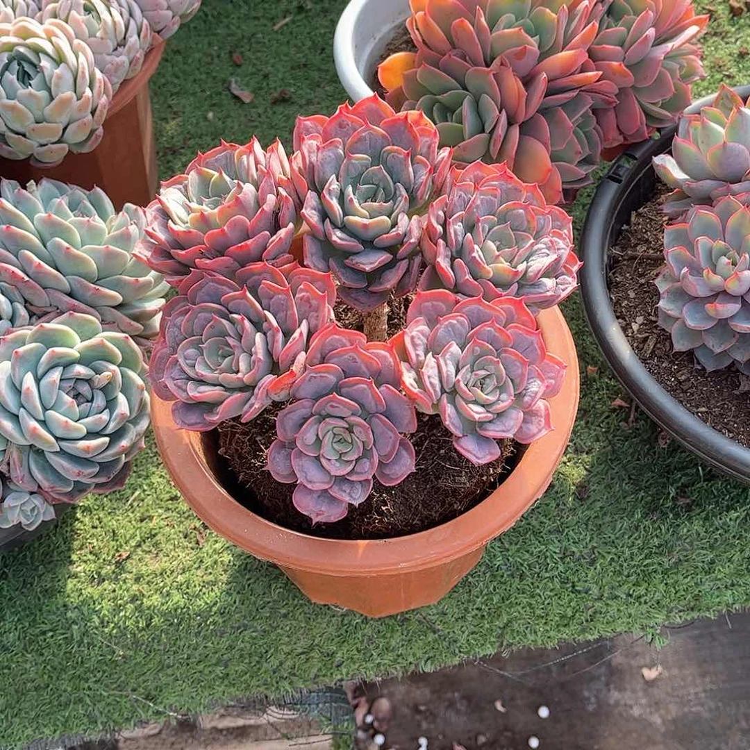 任*健雨滴多肉植物保护1