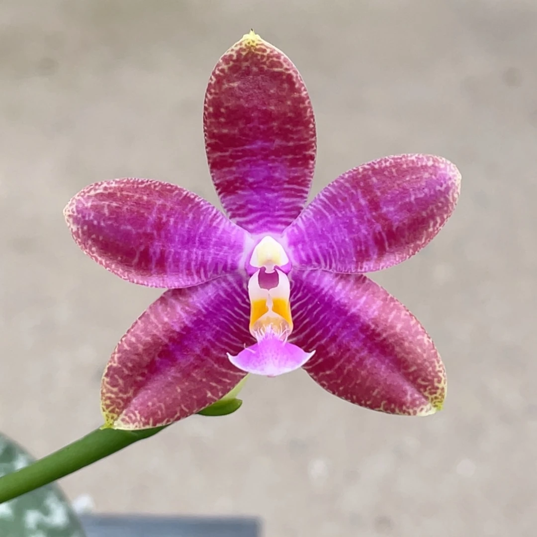 当前无花栽培后可以开花yzm406，浓香