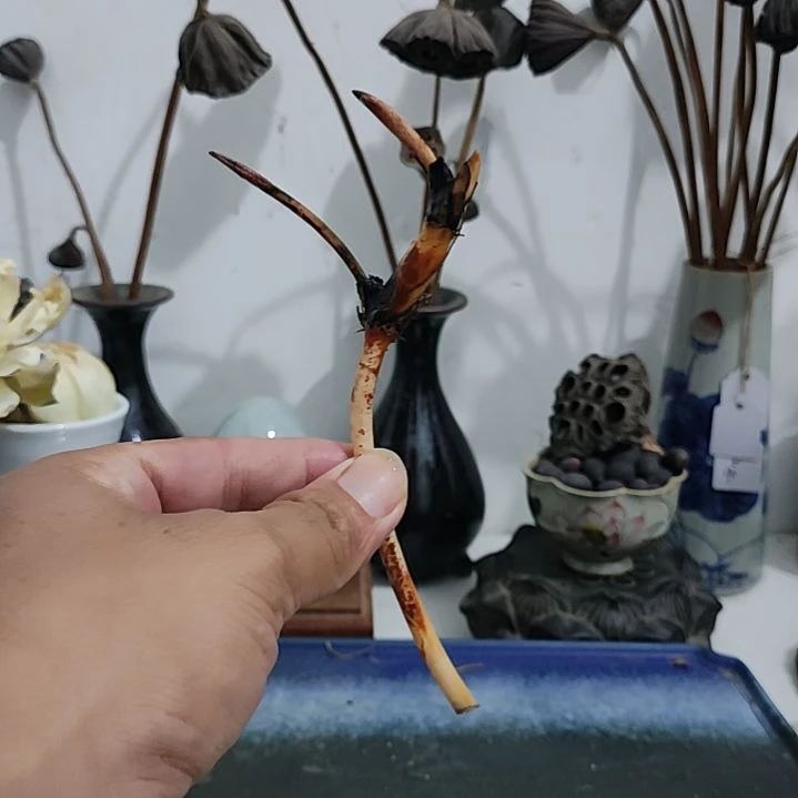 当前无花栽培后可以开花 阿育王小藕1支