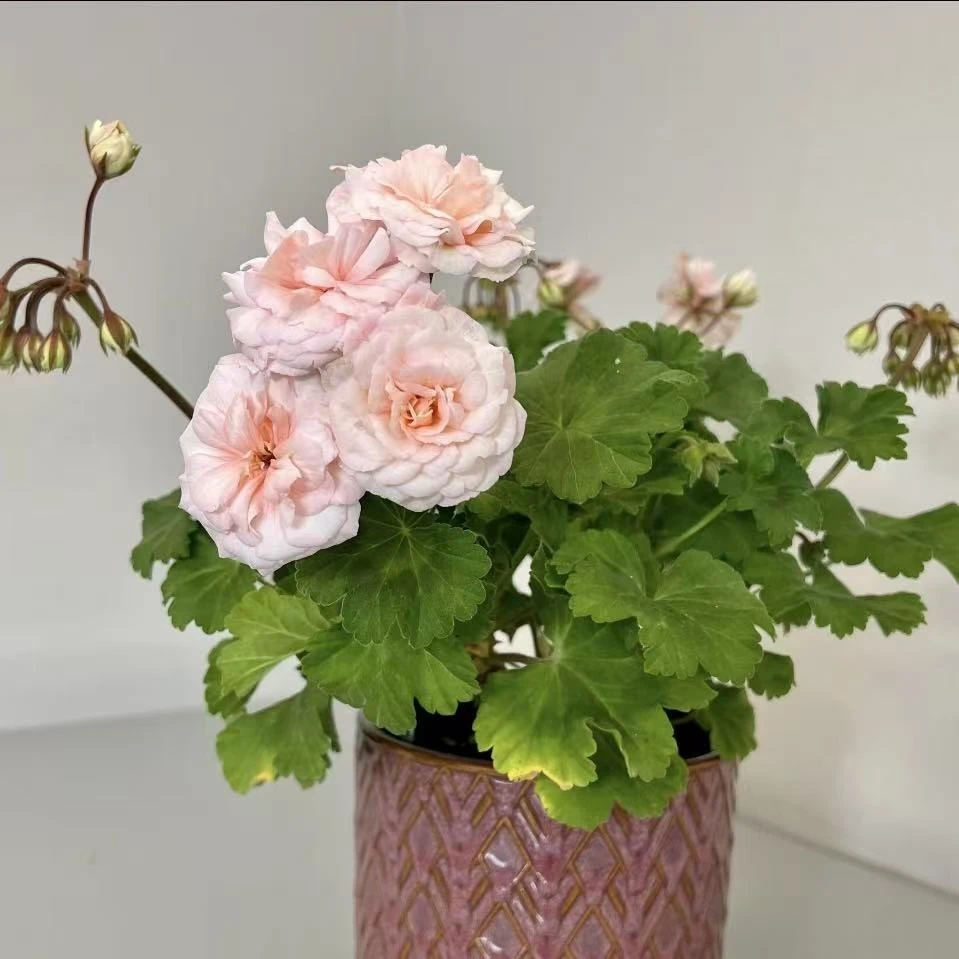 星系天竺葵盆栽生长快易爆花多年生院阳台新手易