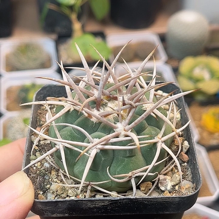 无花朵白刺碧岩玉实生