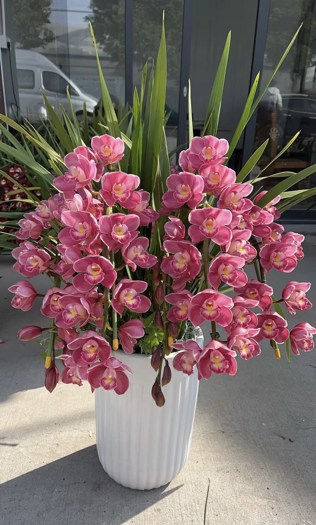 蕙兰（红宝石）四季常翠