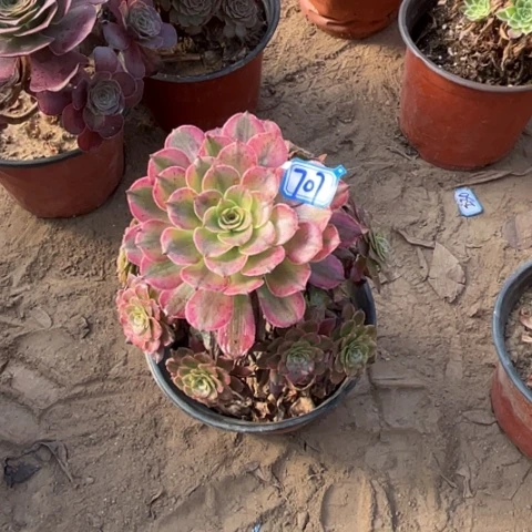 我****707多肉植物组合，