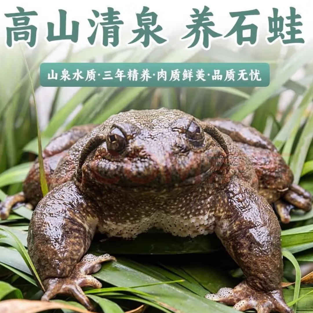 山泉水养殖鲜活名贵山珍顺丰包邮到家