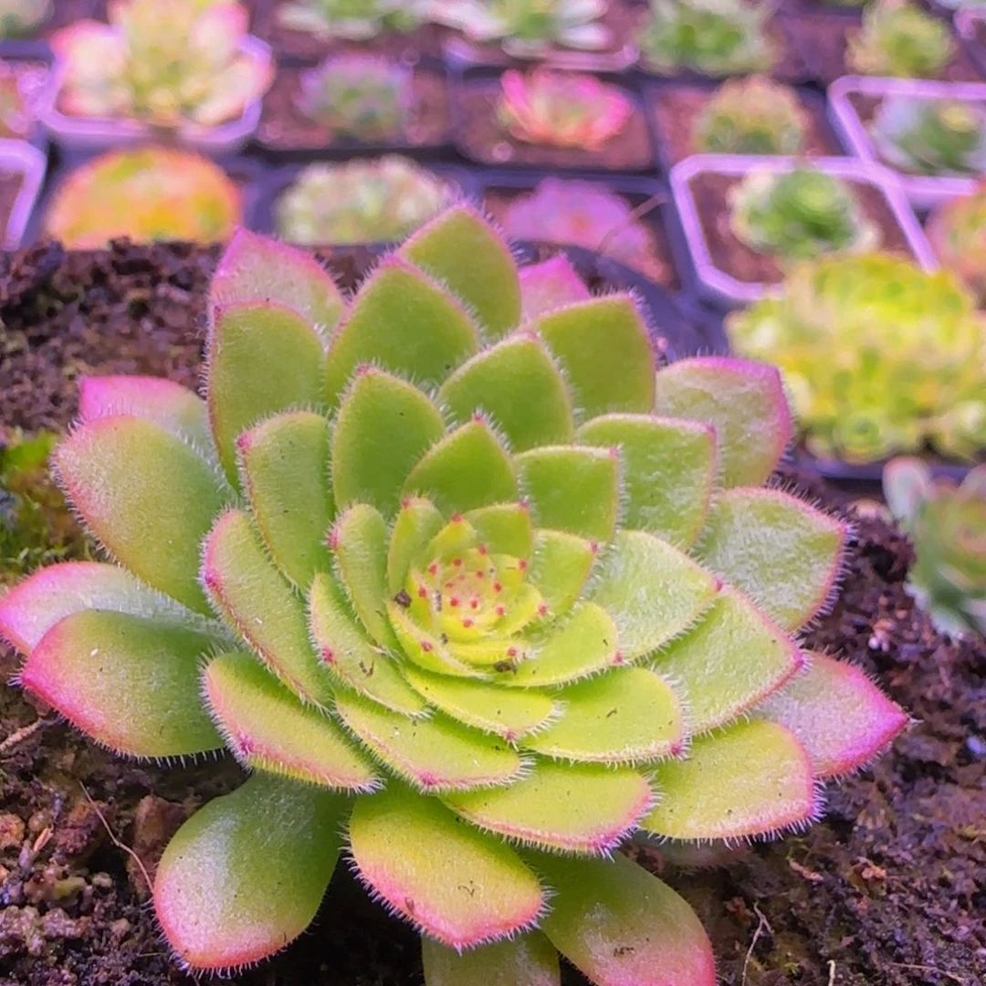 L****y飞天123534676767543835