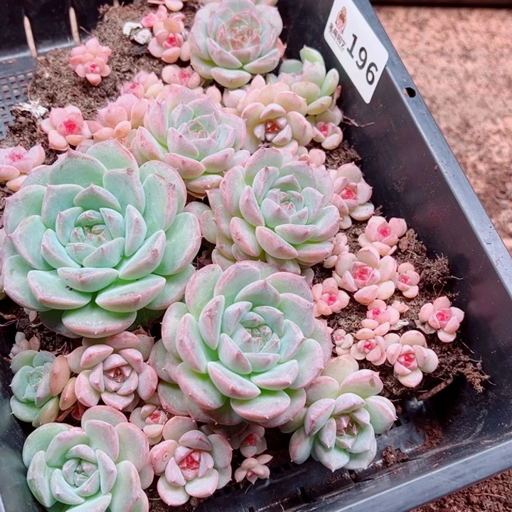 苹***崽多肉植物多肉植物