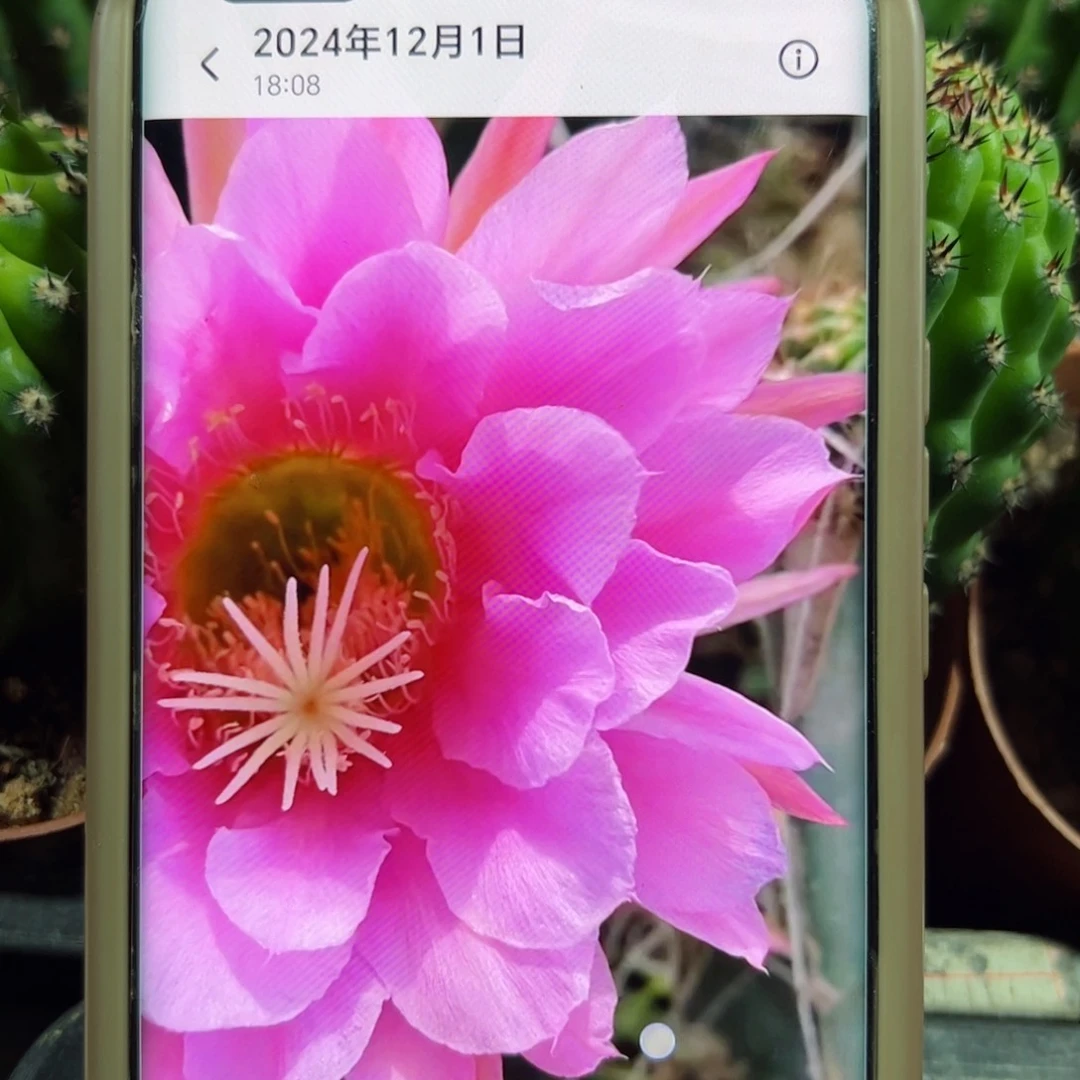 下15毛佛拉门戈根歪5公分左右脱土发货20包邮