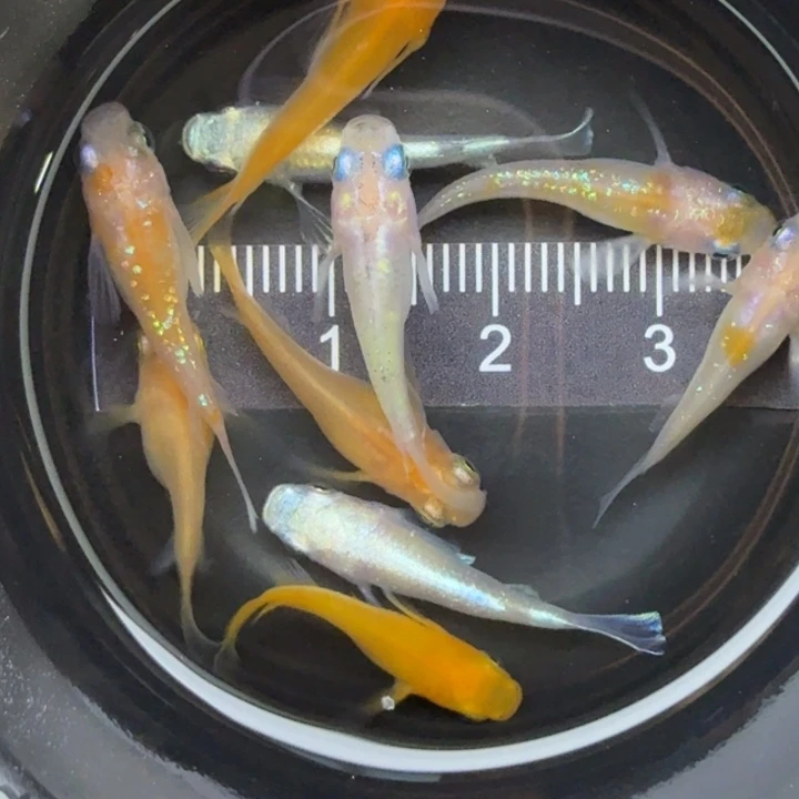 青鳉鱼短球体混搭28号