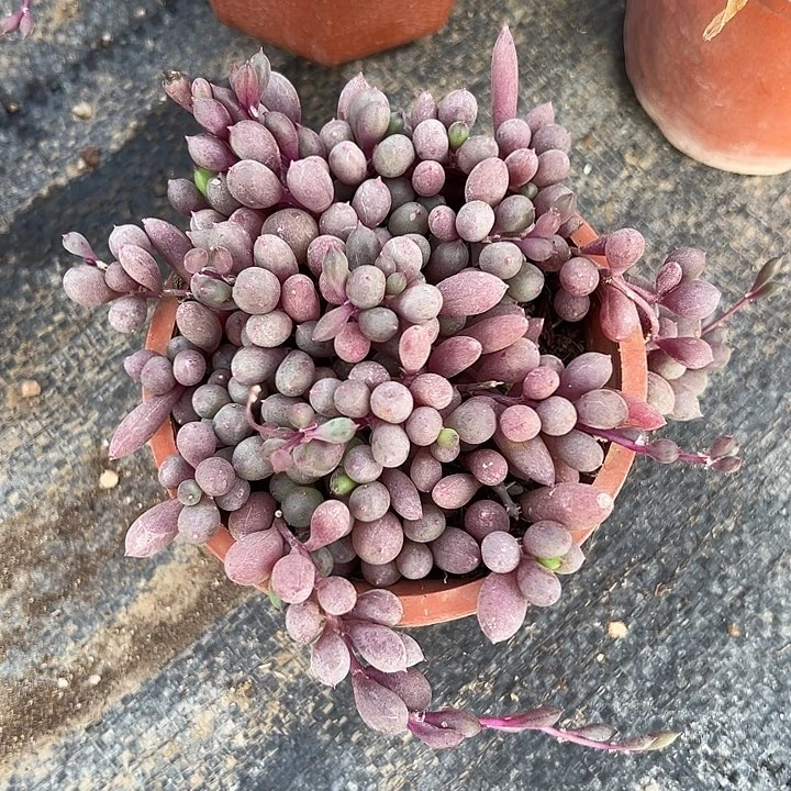 葡萄紫玄月，一物一拍，带盆