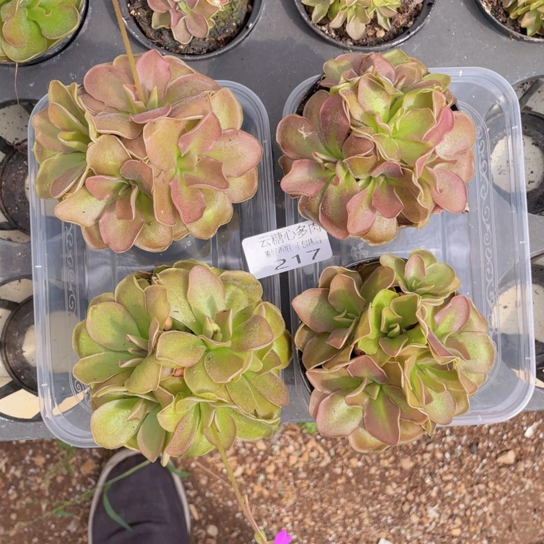 云糖心多肉植物217