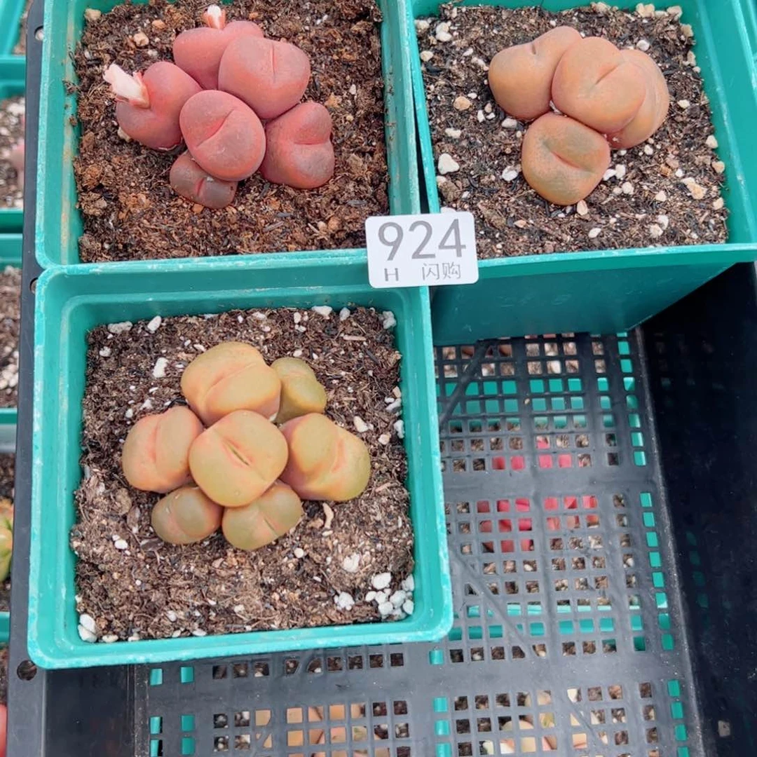 无花朵念*_我很喜欢这个H924