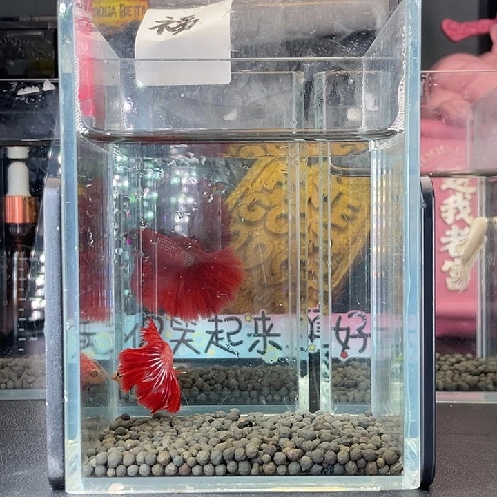 斗鱼32号925早特色半月
