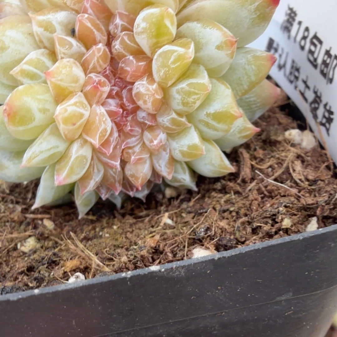 妙***佳东篱下多肉哈哈哈哈70