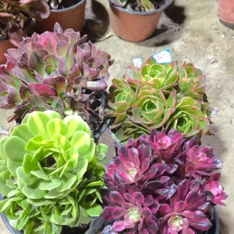 229多肉植物组合