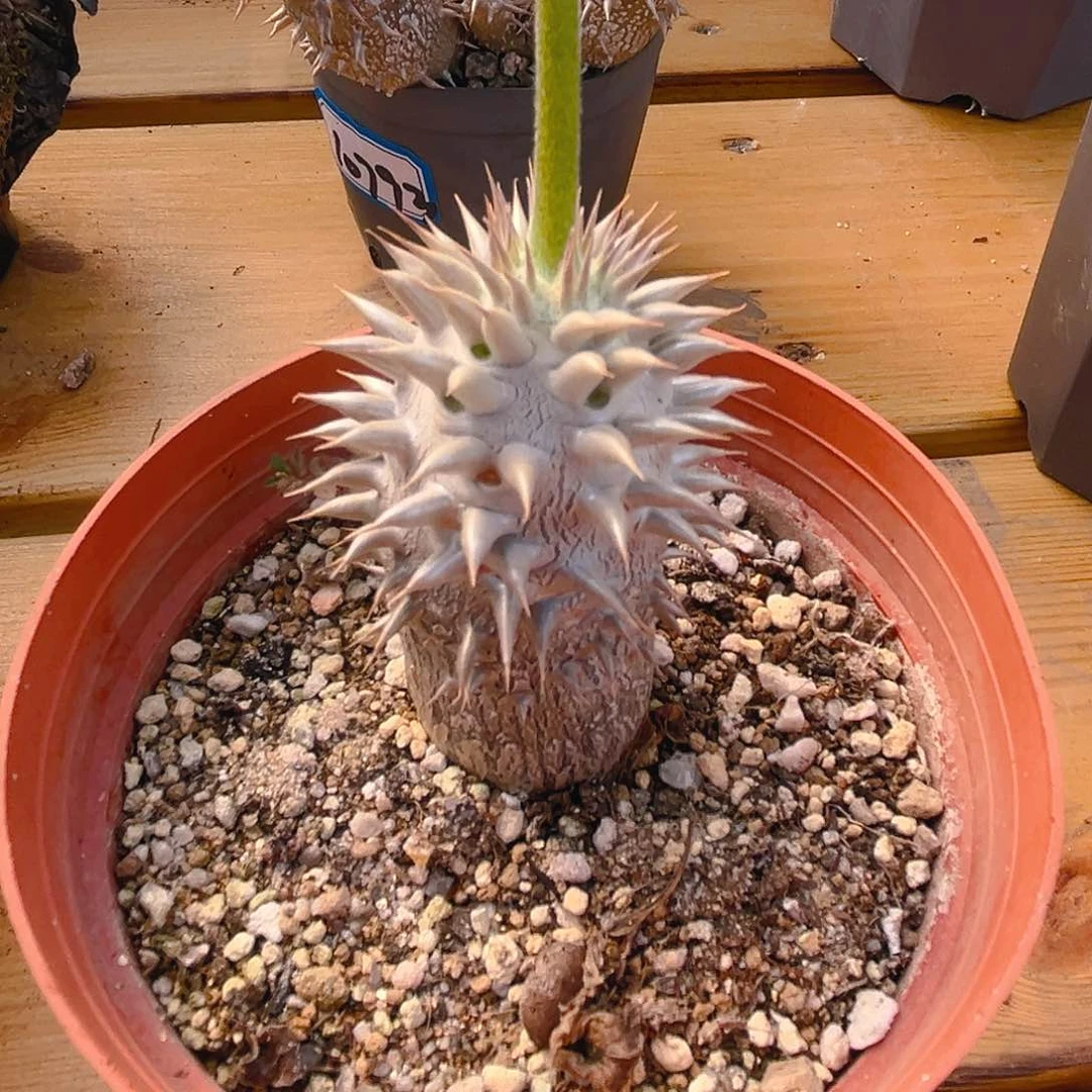 象芽玉，可带盆发