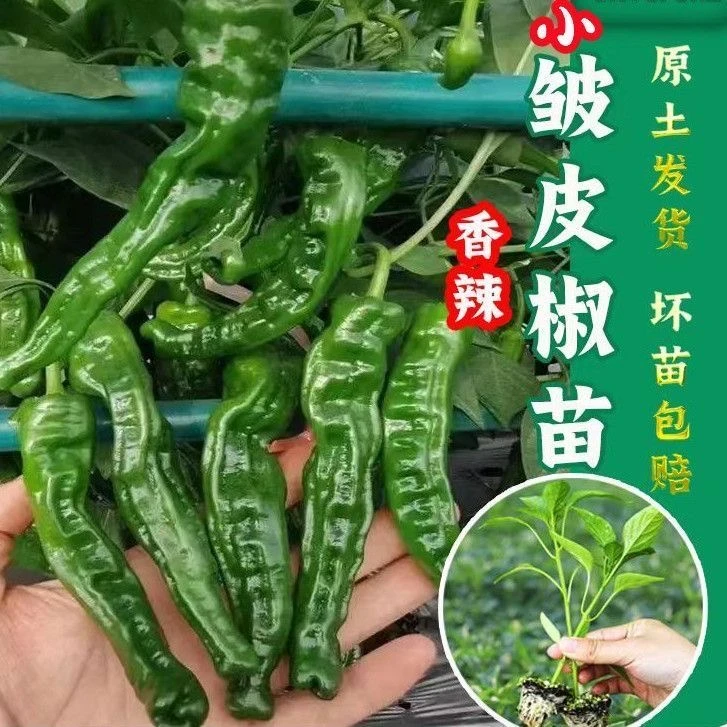 高产爆辣皱皮辣椒苗线椒苗薄皮椒苗阳台庭院种植斤顺丰包邮