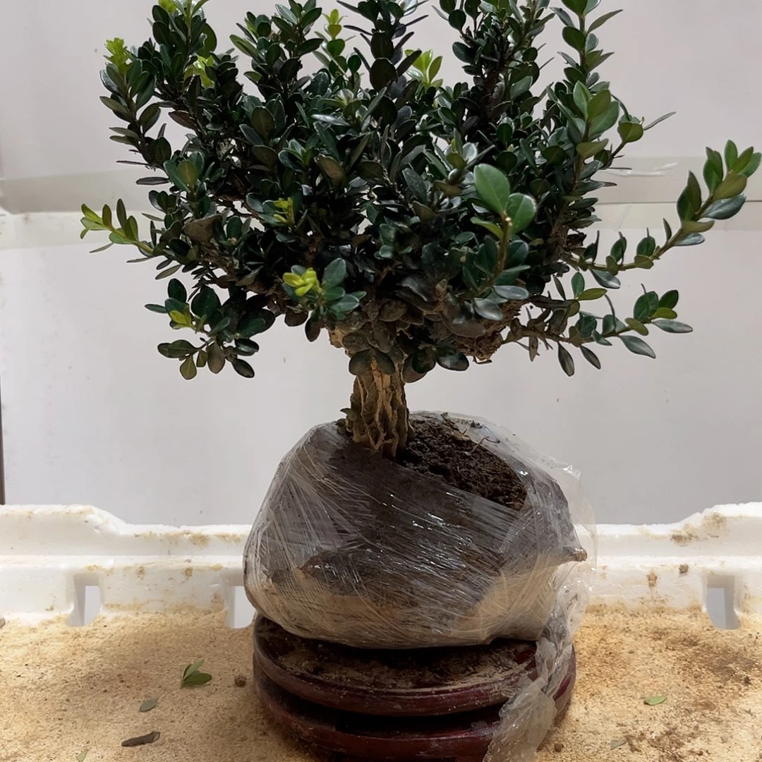 无花朵黑珍珠黄杨