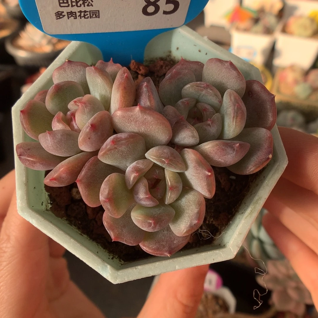 85红色恋人三头多肉