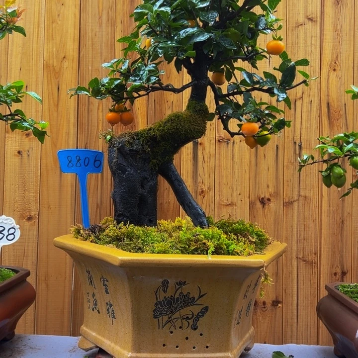 无花朵金弹子一物一拍