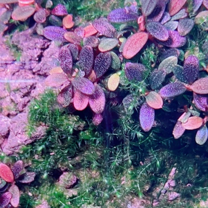 无花朵福利辣椒榕意境梅花玉