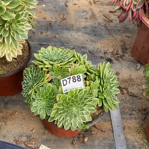 翡翠冰多肉植物法师不包损