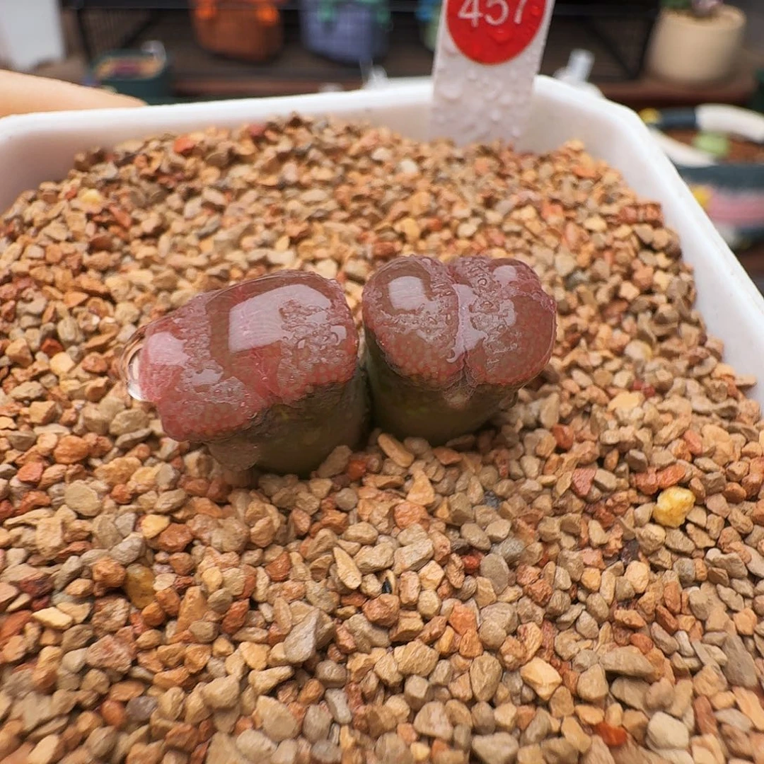 爱***糕多肉植物福利风铃457