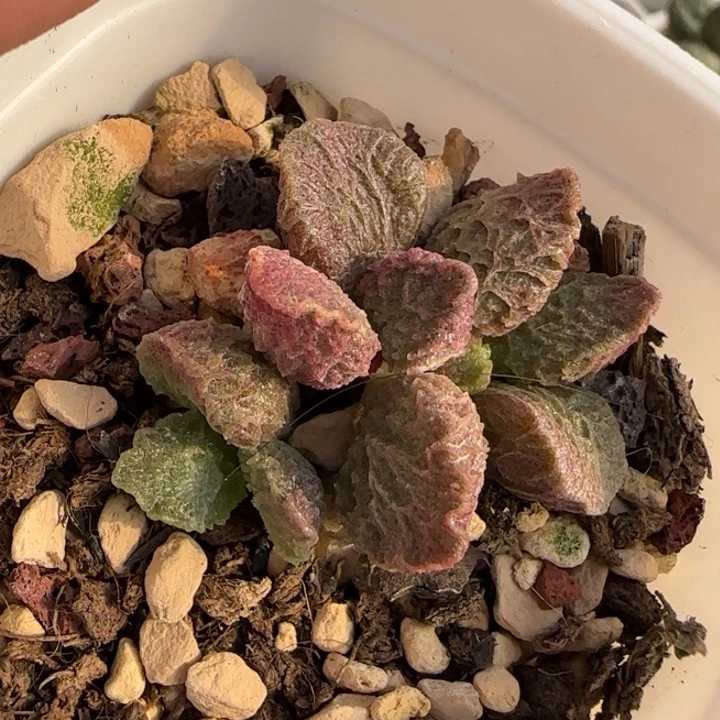 大鱼海棠水泡多肉