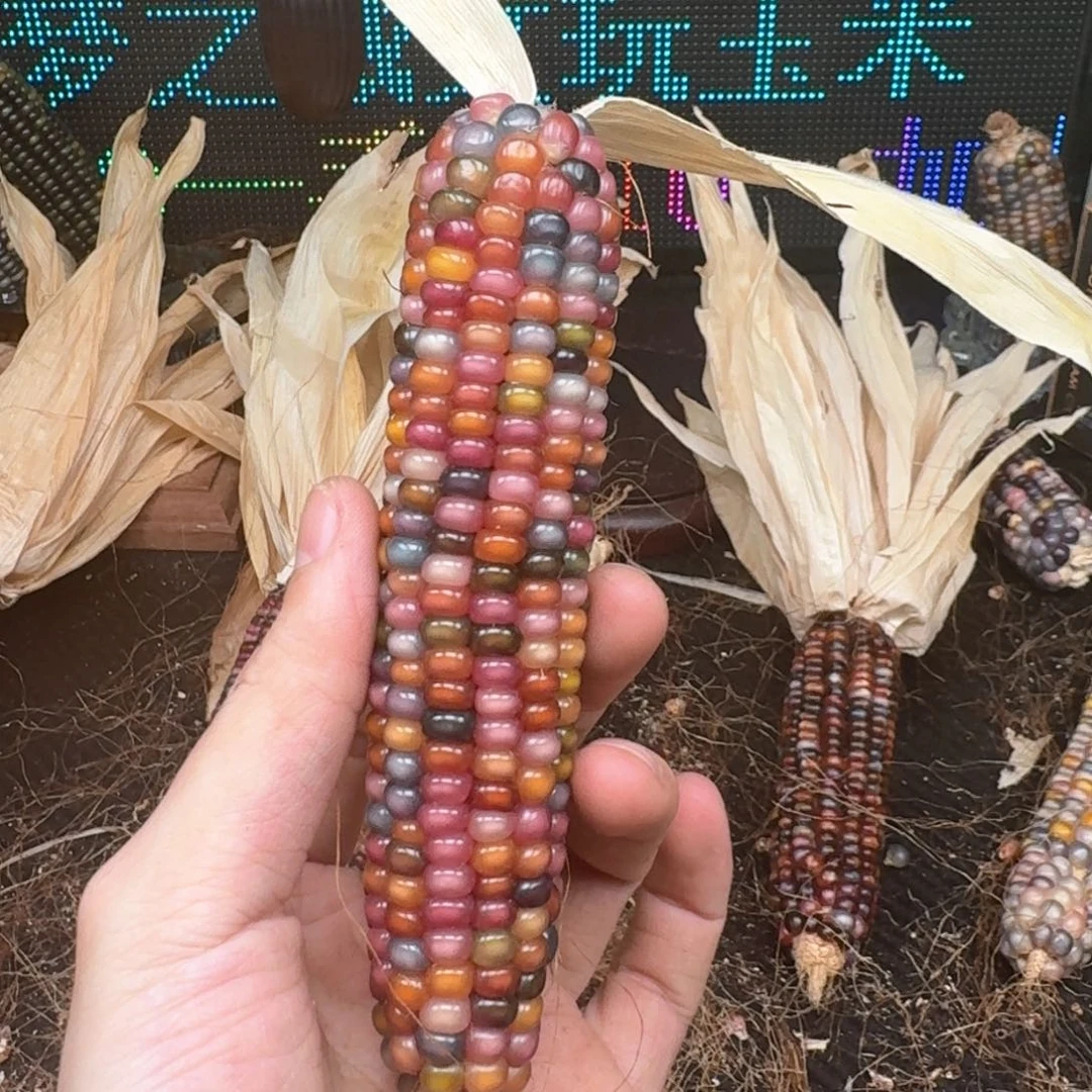 柏香籽/百香籽吊坠h**a