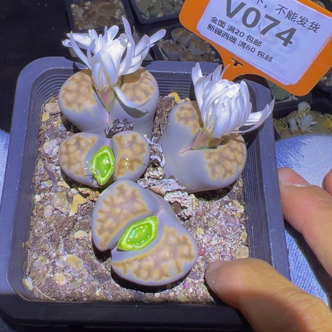 074 一物一拍，默认有伤，介意勿拍，不退不换