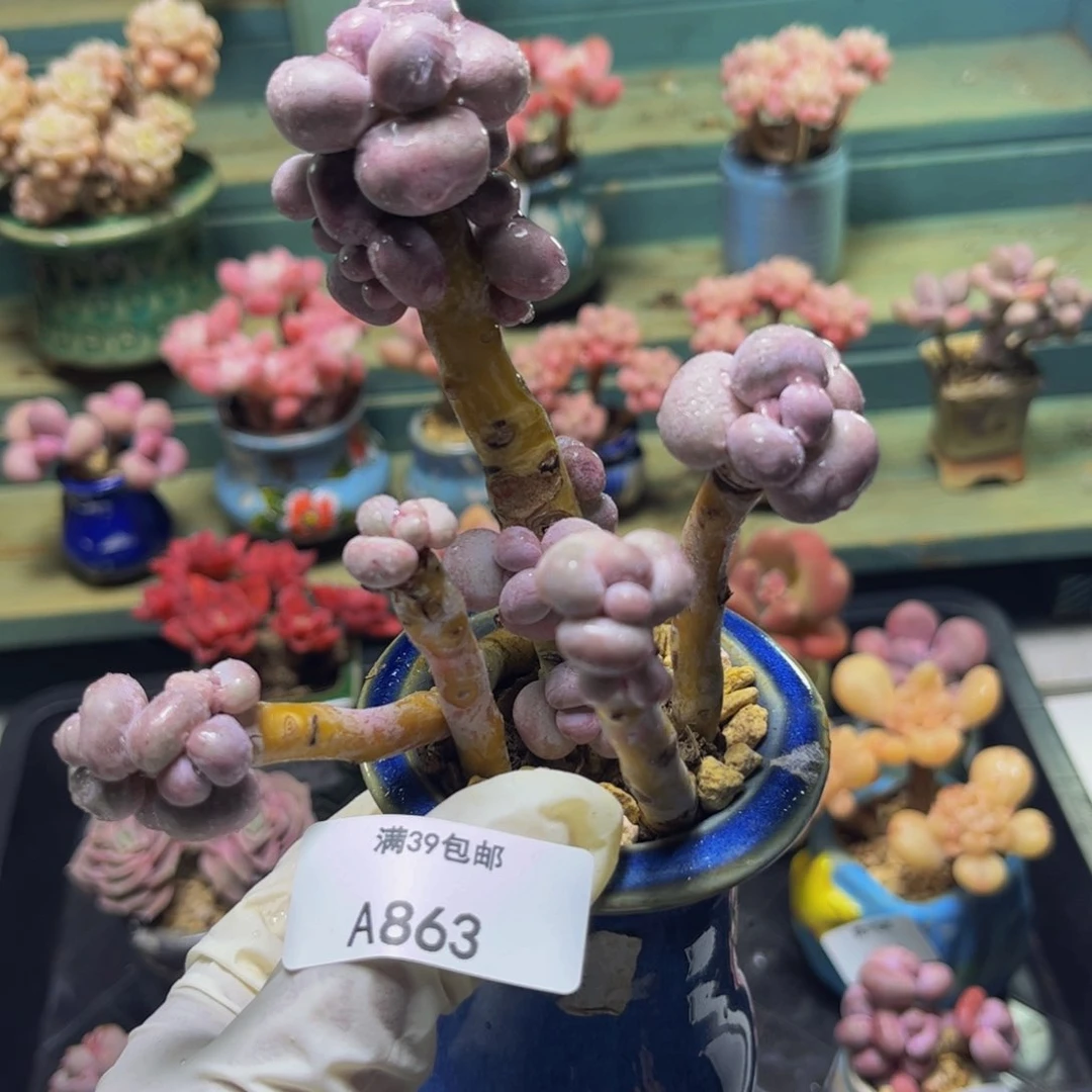 芭比奶863/8cm多肉