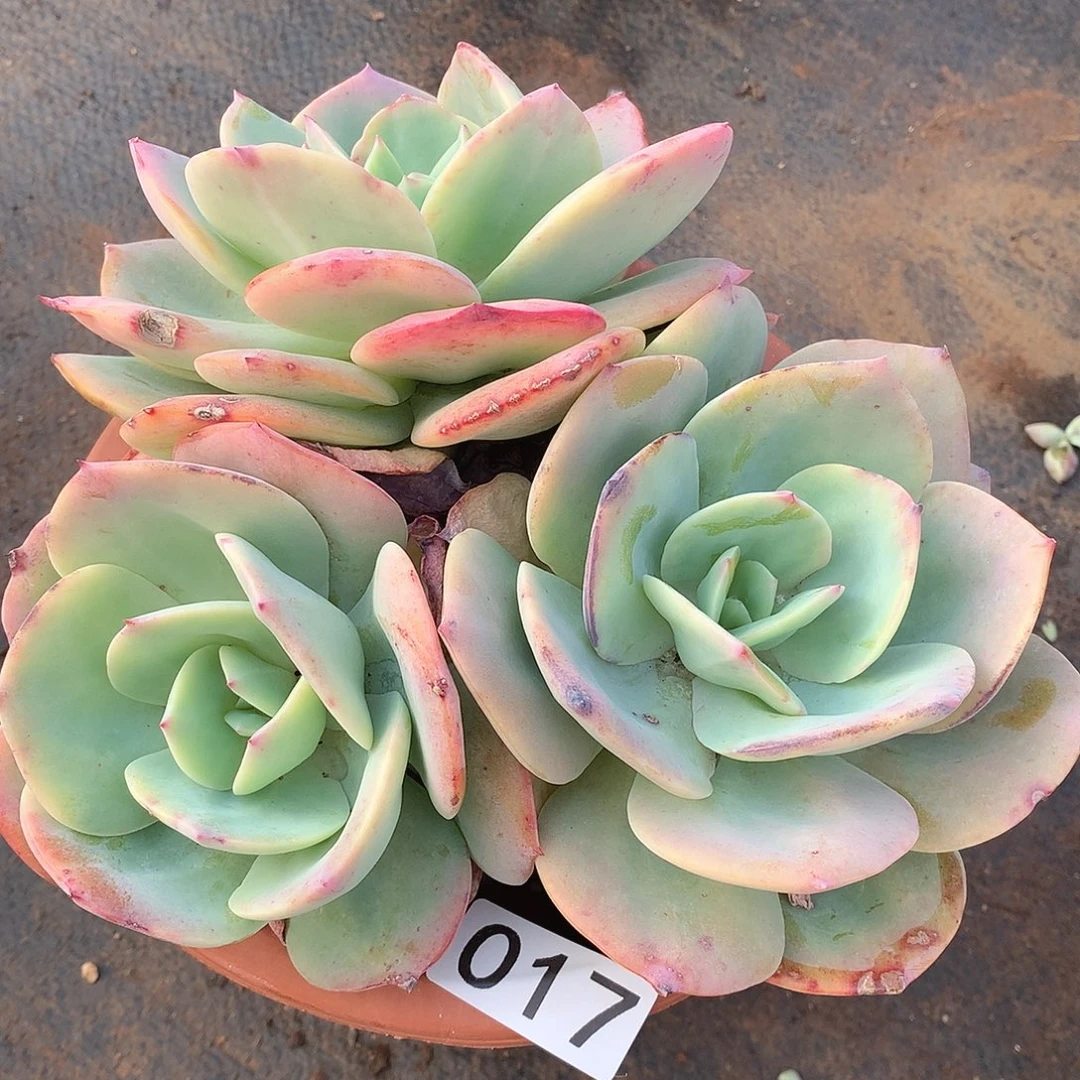 017凤 一物一拍多肉