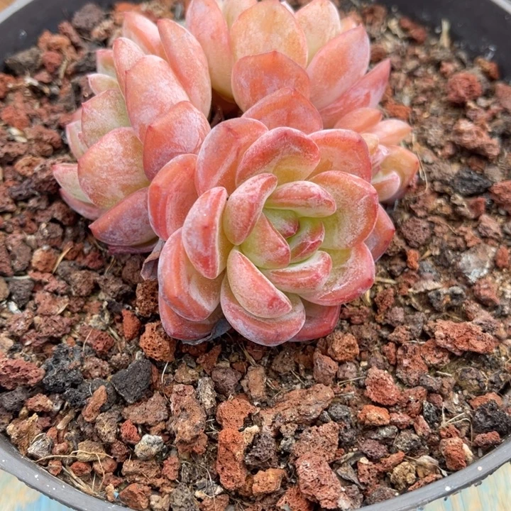 秋可园艺 控养老桩全明星群