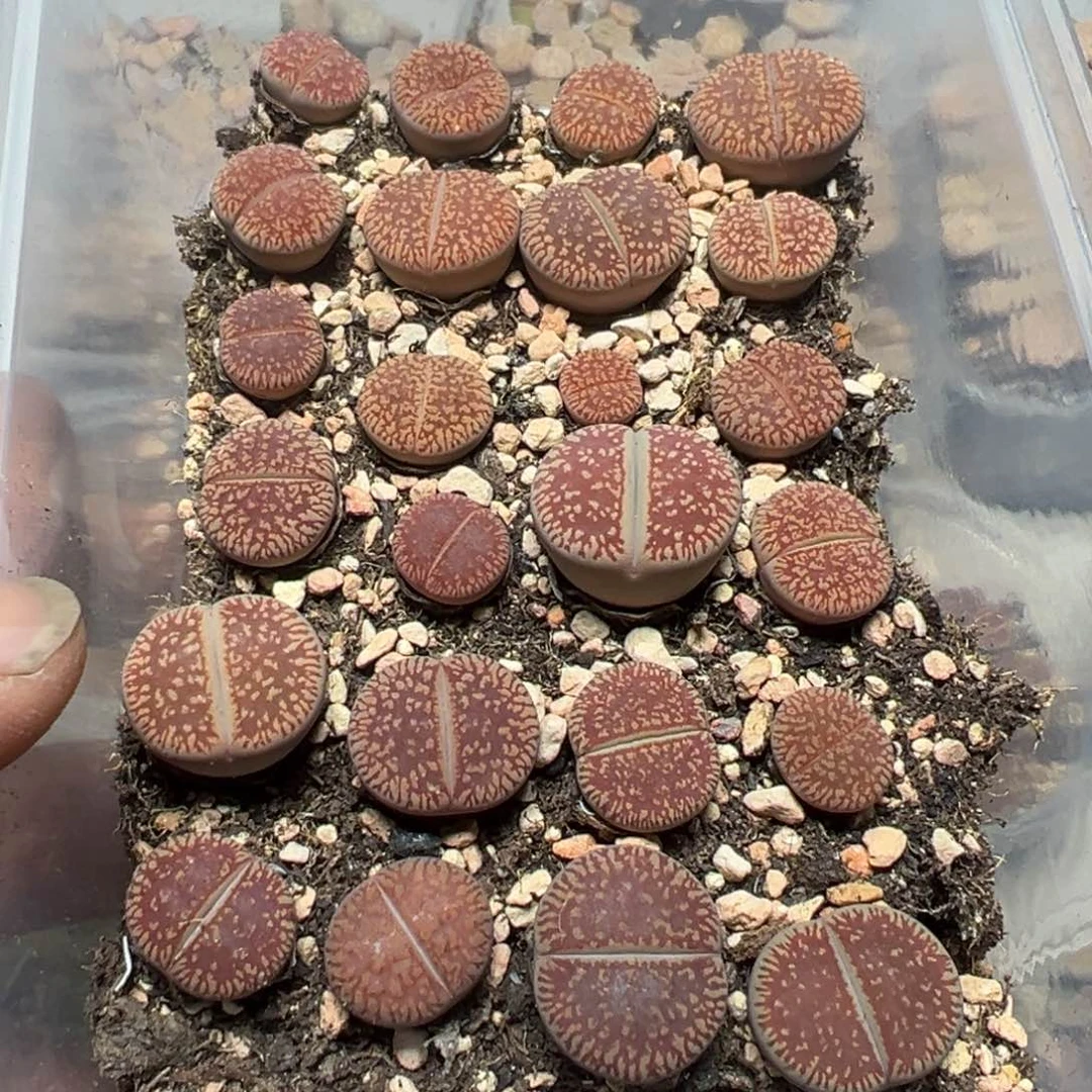 【闪购商品】 623。