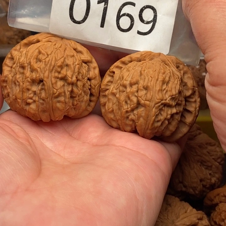 文玩核桃把件@*白狮子全品46