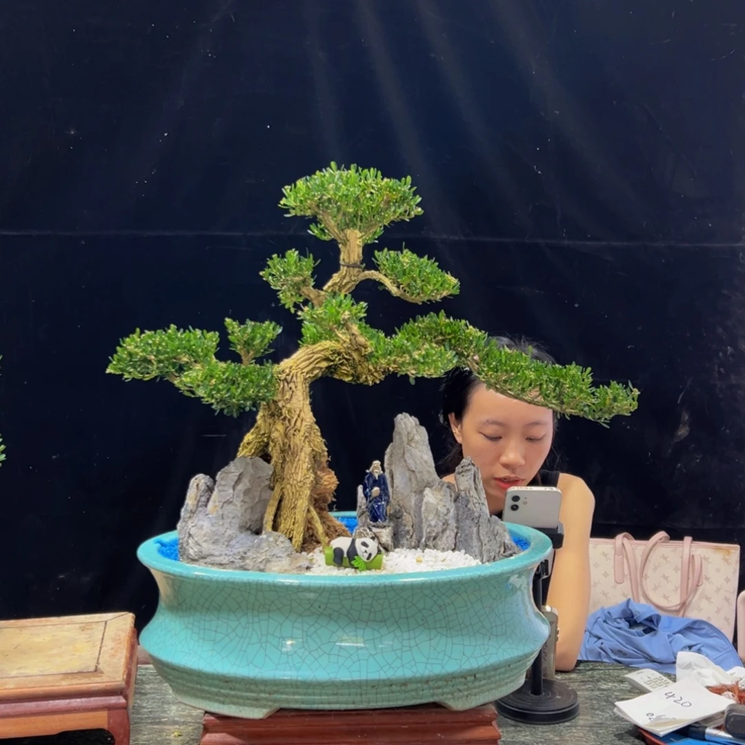 无花朵广东黄杨四季常青