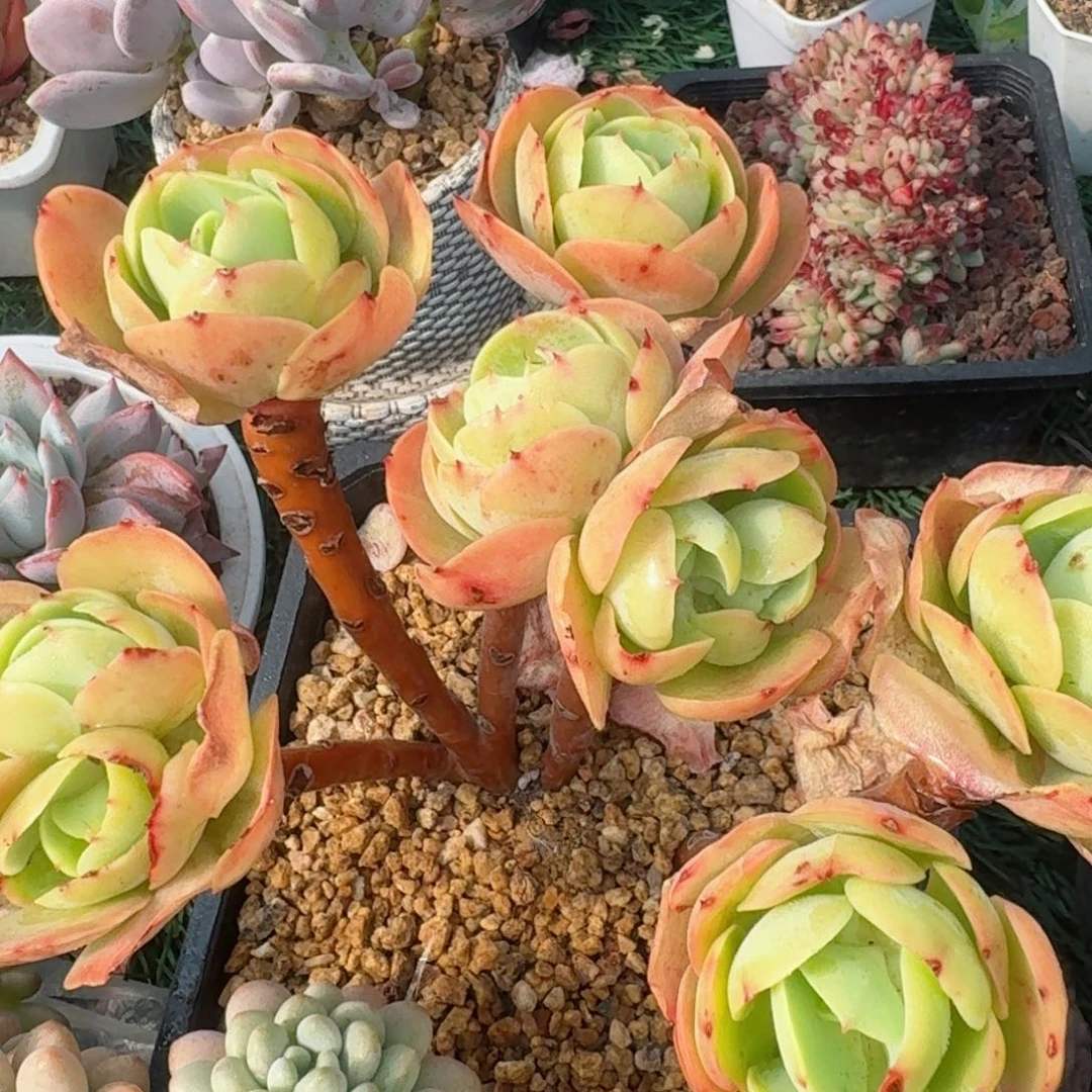 1987一物一拍（满28包邮）