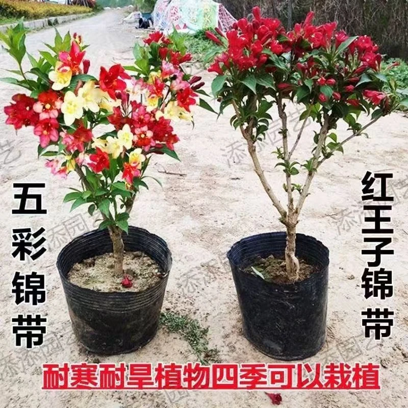 庭院红王子锦带花苗花叶锦带五彩锦带花树苗带耐寒耐热锦带花苗