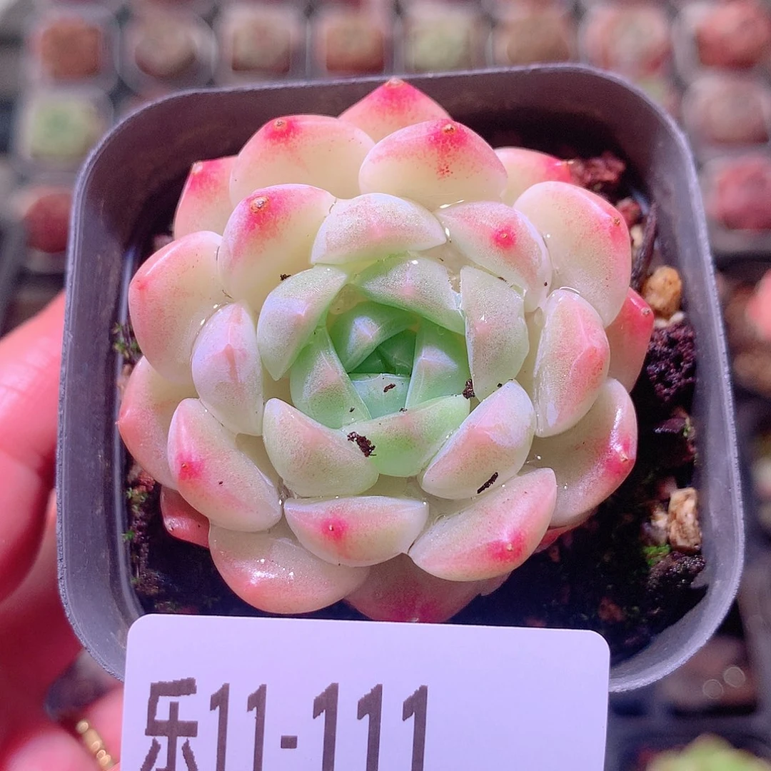 乐然11-111 明月心