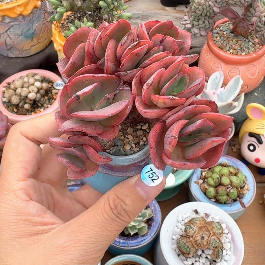 752 多肉含盆土30元包邮➗偏远地区