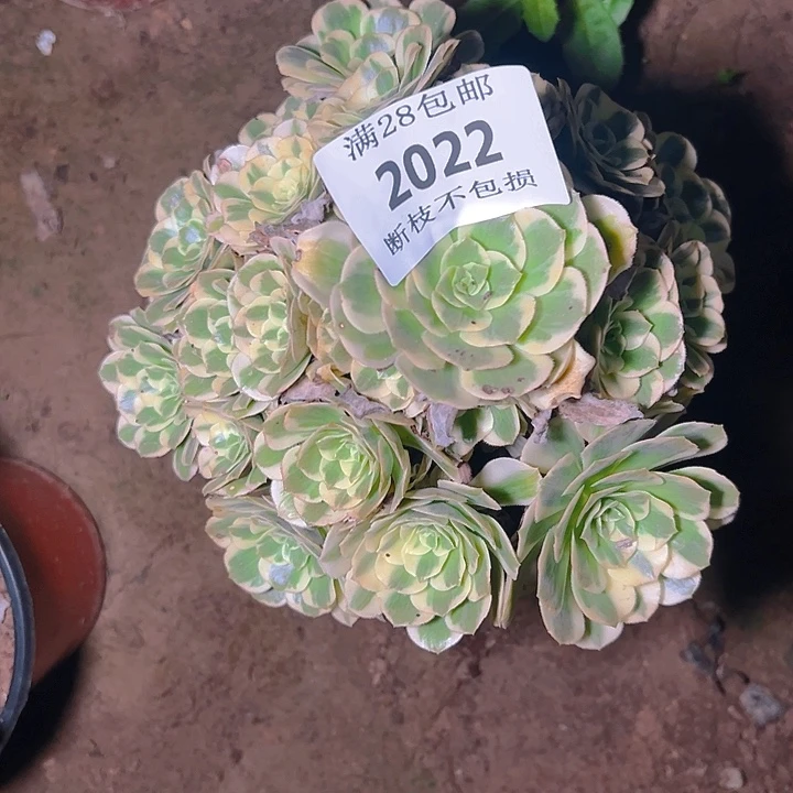 2022迈巴赫多肉植物